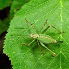 Leptophyes punctatissima