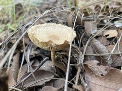 Lentinus