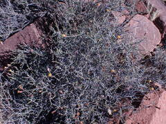 Pegolettia retrofracta