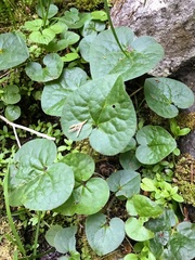 Asarum caudatum