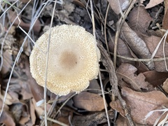 Lentinus