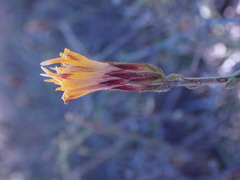 Pegolettia retrofracta