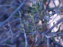 Pegolettia retrofracta