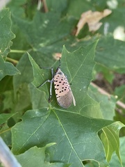 Lycorma delicatula