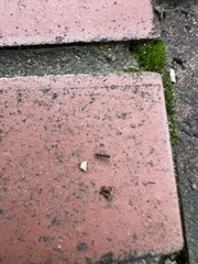 Brachyponera chinensis