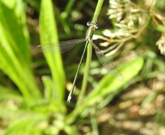 Lestes virens