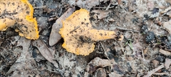 Cantharellus