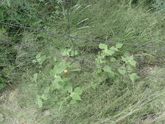 Abutilon abutiloides