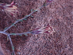 Pegolettia retrofracta