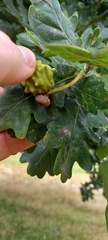 Andricus quercuscalicis