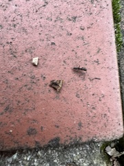 Brachyponera chinensis