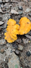 Cantharellus