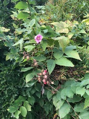 Rubus odoratus