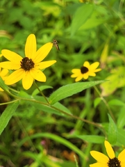 Holcocephala