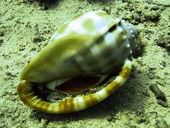 Phalium bandatum