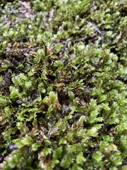 Fissidens