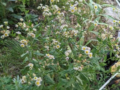 Erigeron