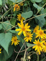 Helianthus divaricatus