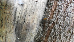 Pseudomyrmex gracilis