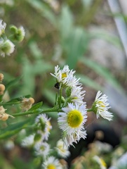 Anthophila
