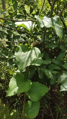 Smilax tamnoides