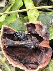Onthophagus hecate
