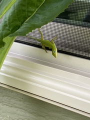 Anolis carolinensis