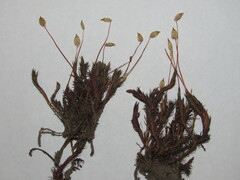 Polytrichum juniperinum