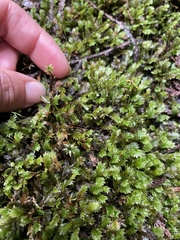 Fissidens