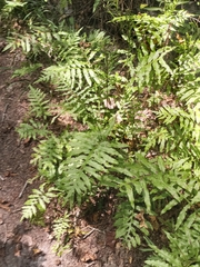 Woodwardia areolata