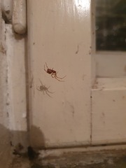 Steatoda bipunctata