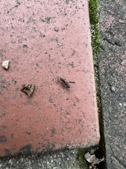 Brachyponera chinensis