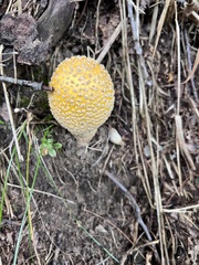 Amanita muscaria