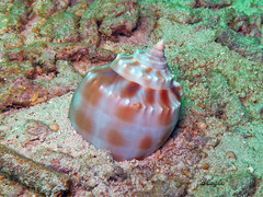 Phalium bandatum