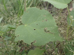 Abutilon abutiloides