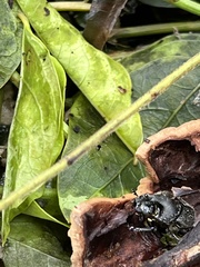 Onthophagus hecate