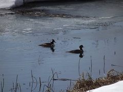 Lophodytes cucullatus