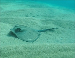 Dasyatis pastinaca
