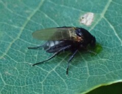 Phorinae
