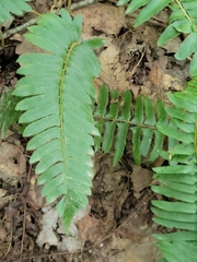 Polystichum acrostichoides