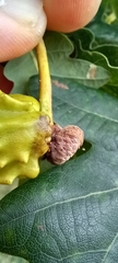 Andricus quercuscalicis