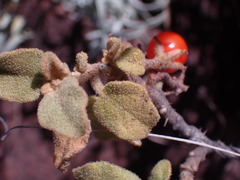 Solanum tomentosum