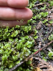 Fissidens