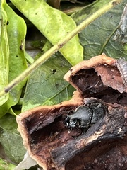 Onthophagus hecate