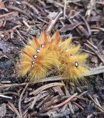 Acronicta aceris