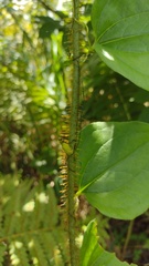 Smilax tamnoides