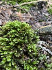 Fissidens