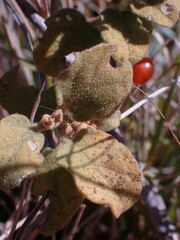 Solanum tomentosum