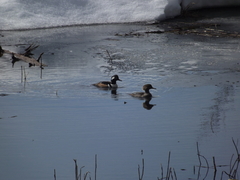 Lophodytes cucullatus