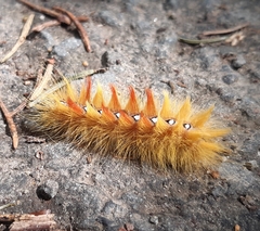 Acronicta aceris